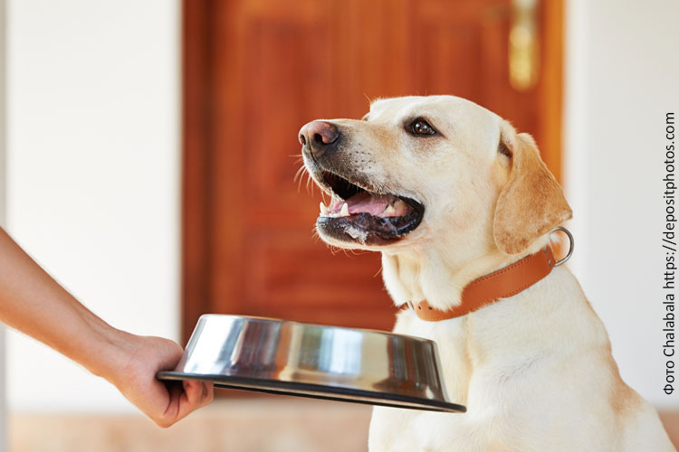 Двухразовое питание собаки: частые вопросы