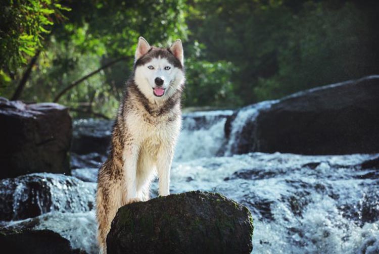 Хаски: характеристика породы и рацион питания собаки