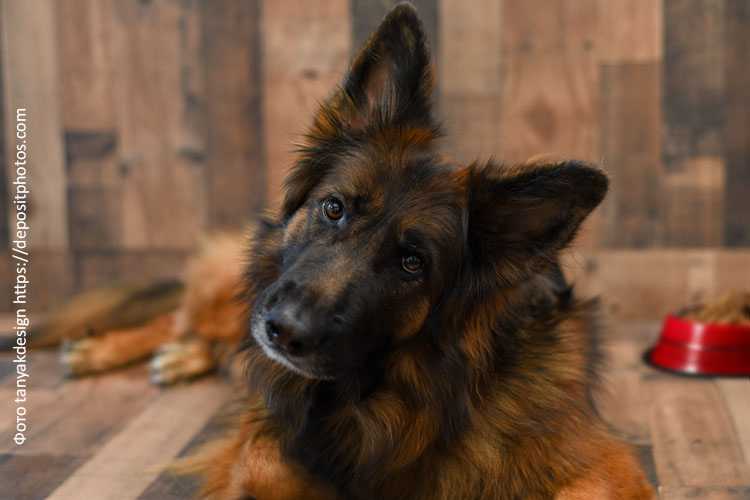 Немецкая овчарка: питание взрослых и растущих собак