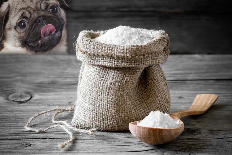 Нужна ли соль в рационе собаки?