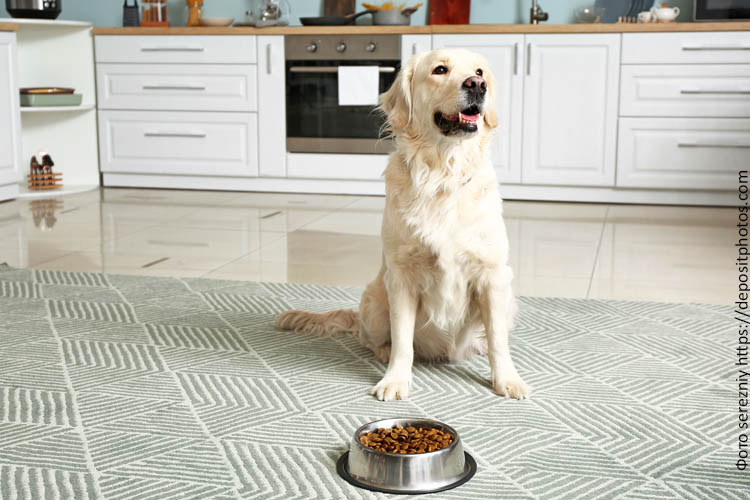 Питание породы собак лабрадор