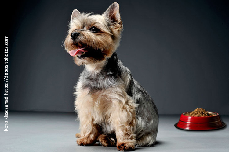 Питание собак породы йоркширский терьер