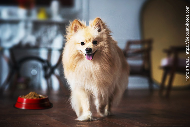 Питание собак породы шпиц