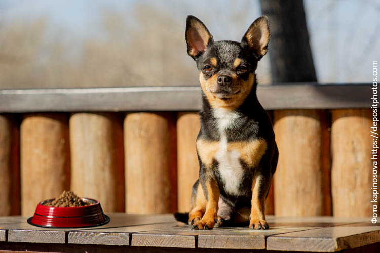 Порода собак чихуахуа: питание по всем правилам
