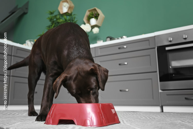 Как подобрать рацион для большой собаки?