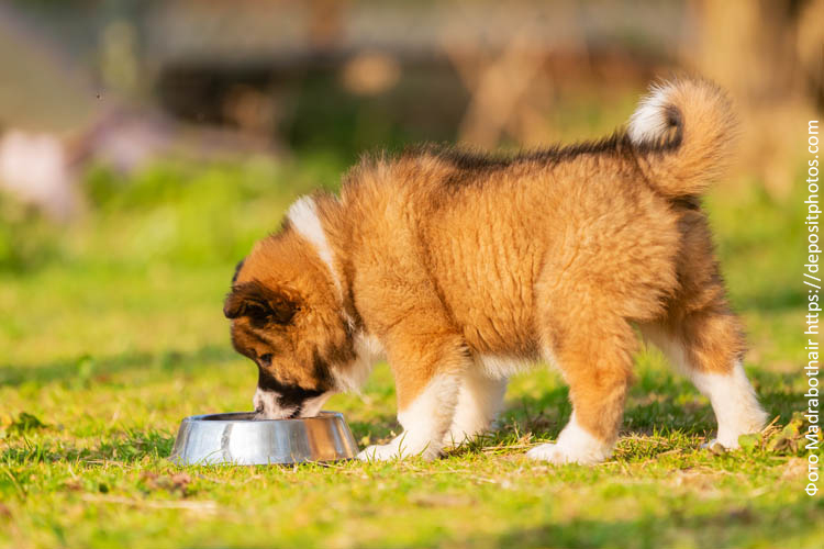 Рацион для щенков крупных пород: на что нужно обратить внимание