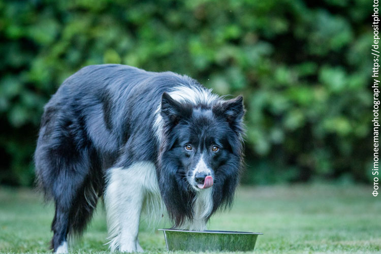 Рацион собаки на неделю и как его правильно рассчитать
