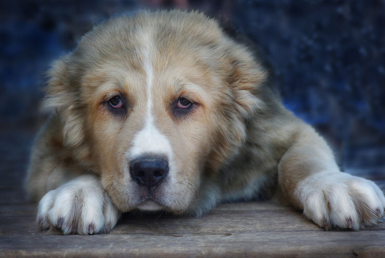Алабай: особенности питания собаки