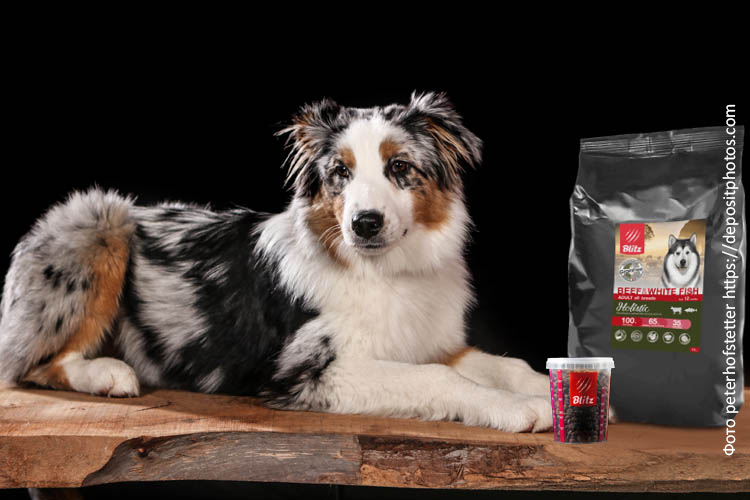 Суточный рацион собаки: как его определить правильно