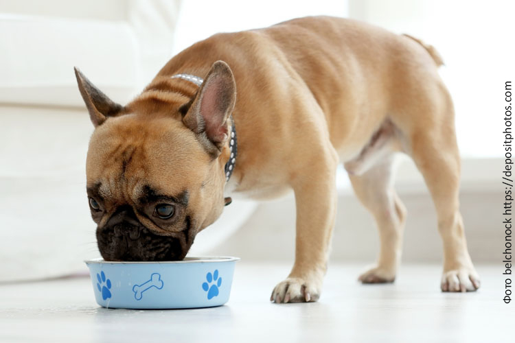 Таблица рациона кормления собаки