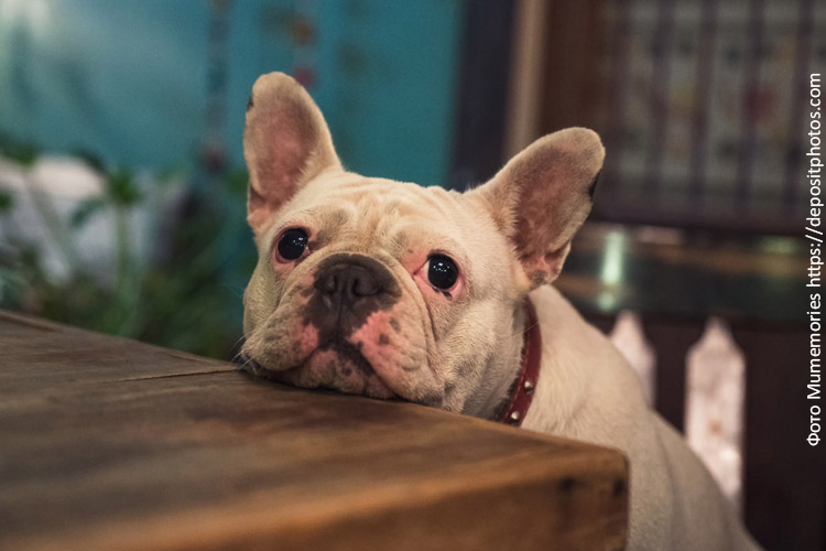 Неправильное питание собак: пять примеров