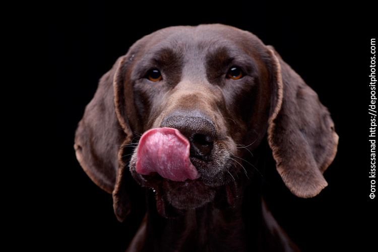 Особенности питания собак: основные аспекты