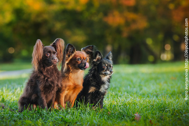 Питание собак в питомнике: предложение Blitz для заводчиков