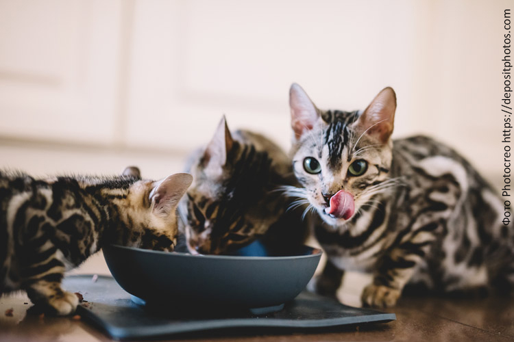 Сухой и влажный корм для котят