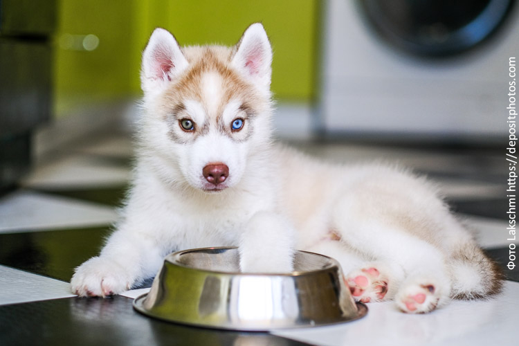 Как вводить сухой корм в рацион щенка правильно
