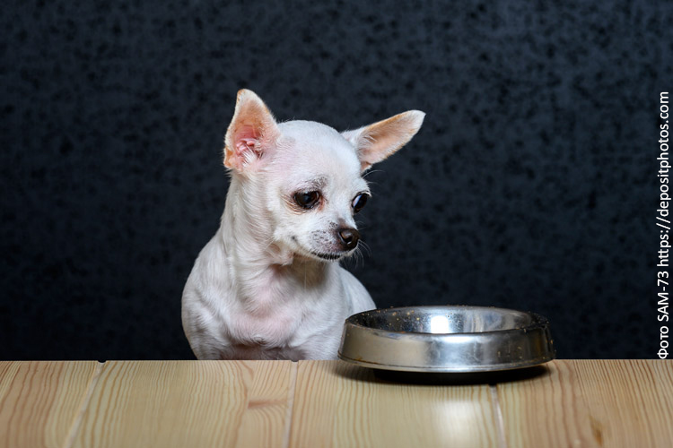 Можно ли собакам смешанное питание?