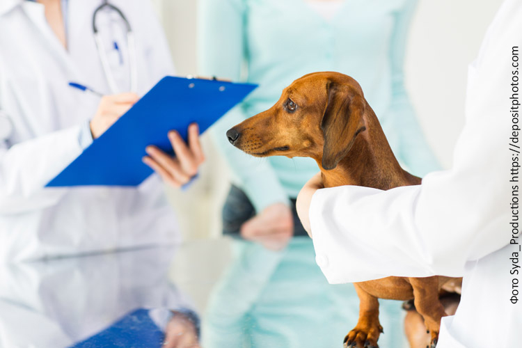 Питание кастрированной собаки