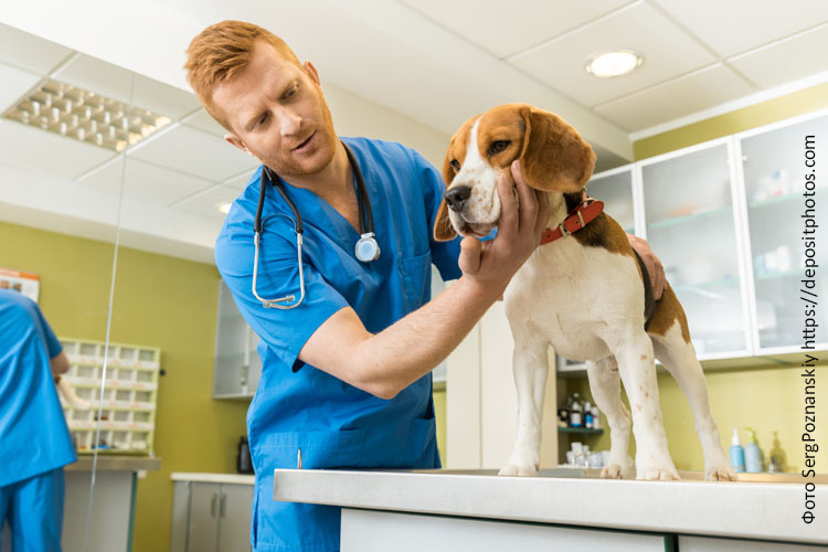 Питание собаки при аллергии