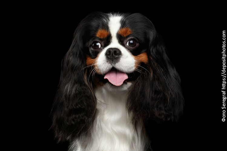 Питание собаки спаниель