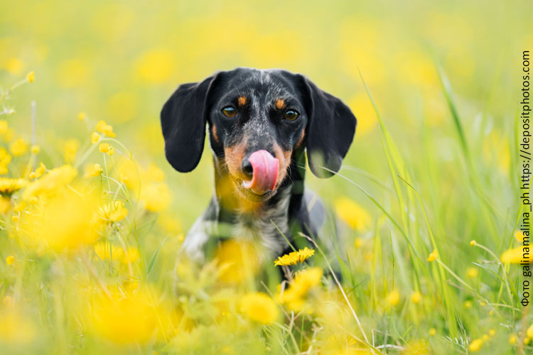 Питание собаки таксы