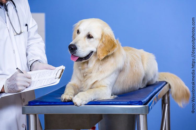 Почему собака худеет при хорошем питании