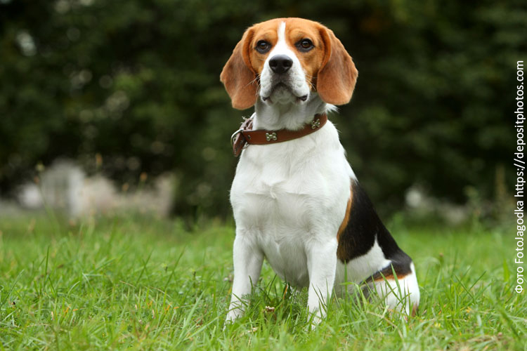 Собака породы бигль: питание и уход