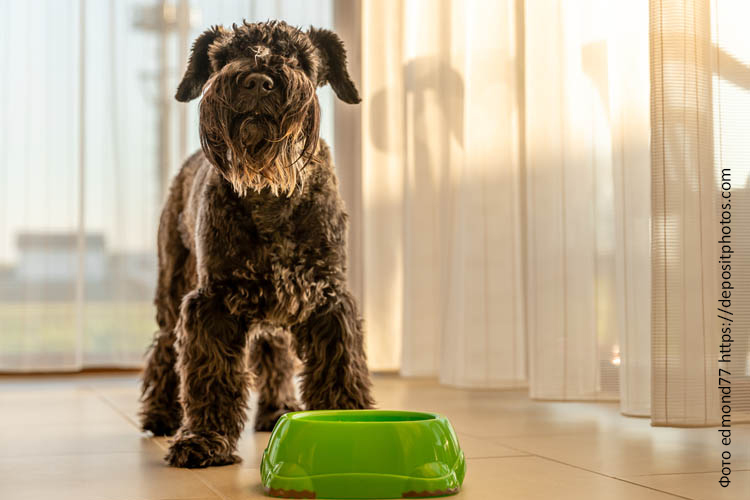 Привередливая собака в питании: причины и рекомендации