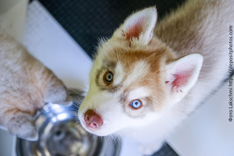 Рацион правильного питания щенка до года