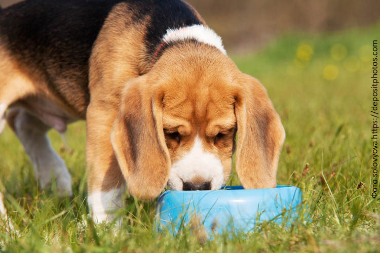 Сбалансированное питание для собак