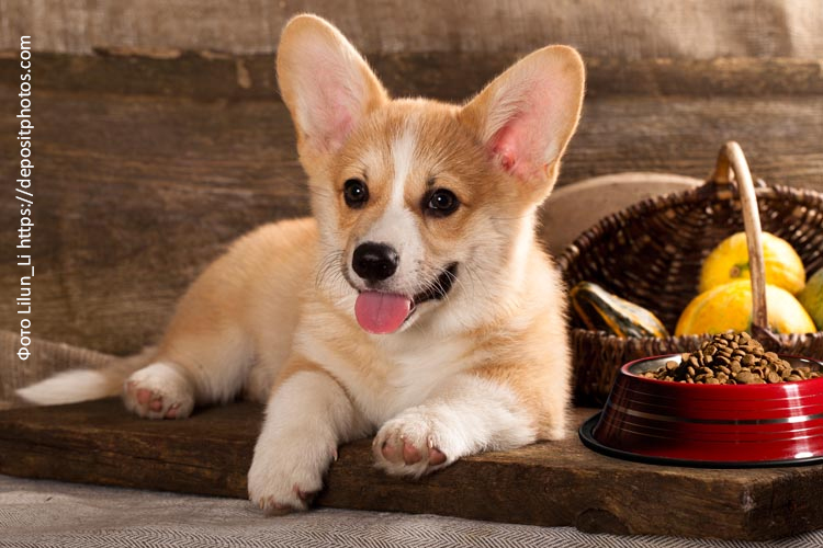 Рацион питания щенка корги