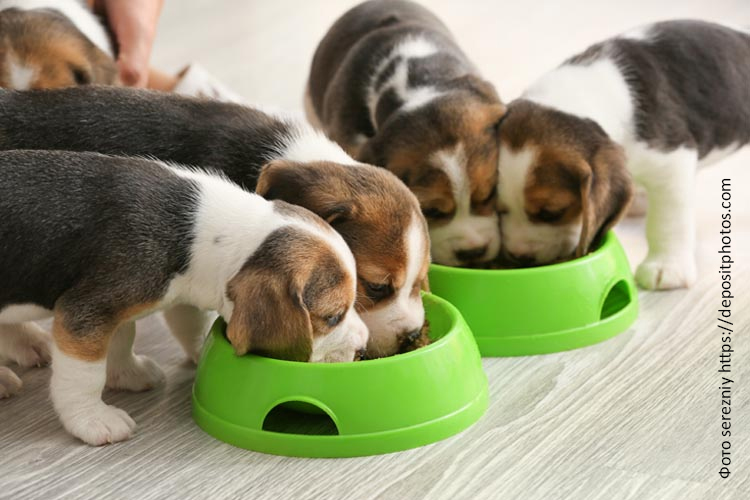 Рацион щенка бигля