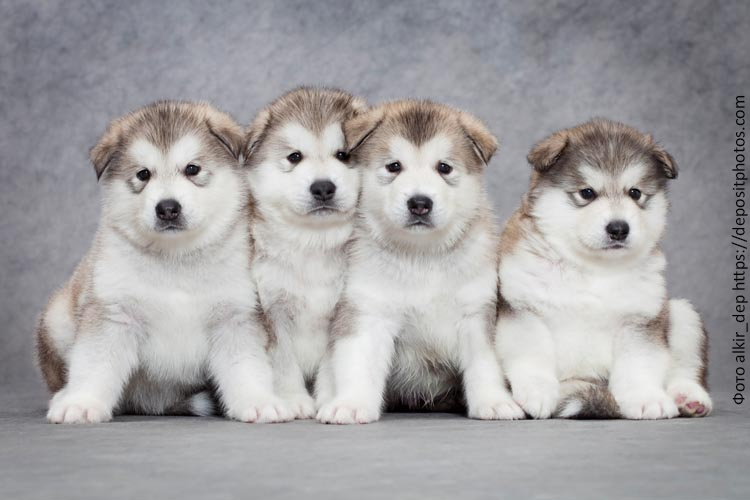 Рацион щенка маламута