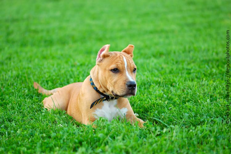 Рацион щенка питбуля