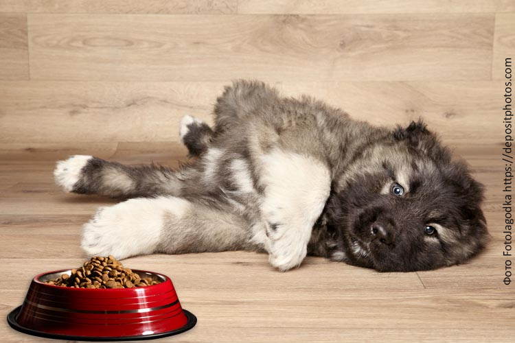 Рацион щенков кавказской овчарки