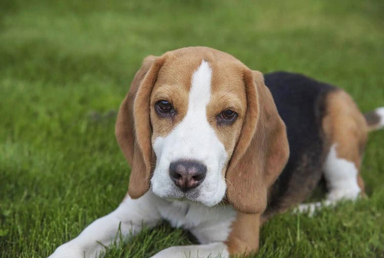 Рацион кормления щенка гончей