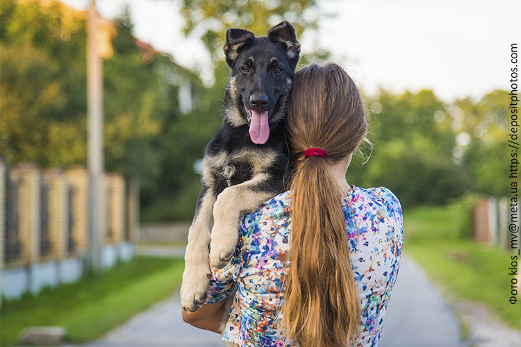 Рацион питания щенка ВЕО
