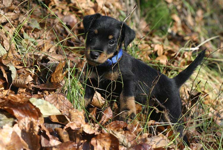 Рацион щенка ягдтерьера