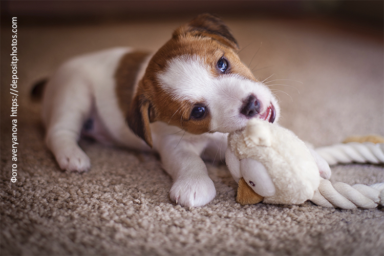 Рацион щенка джек-рассел-терьера