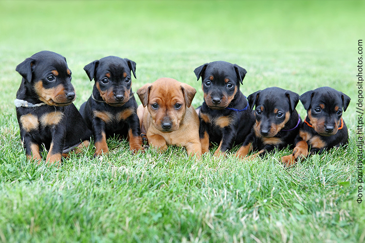 Рацион щенка пинчера: количество и режим кормления