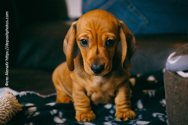 Рацион щенка таксы