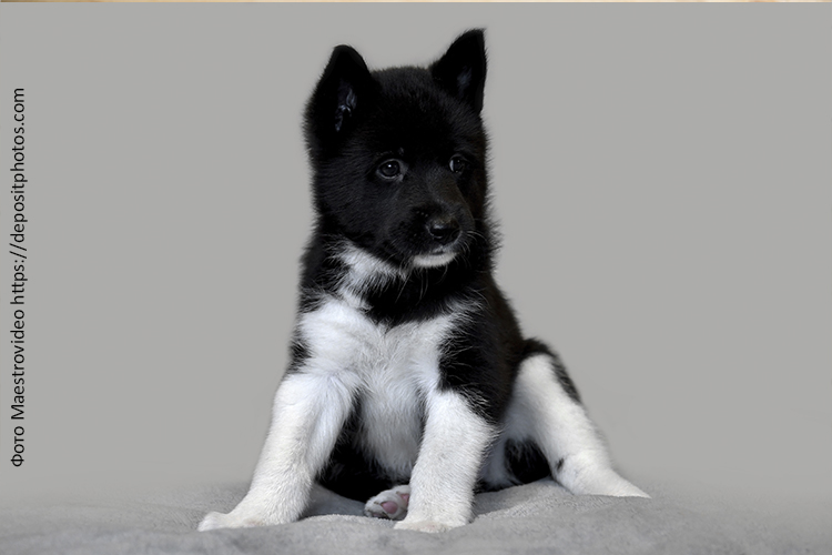 Рацион питания щенка лайки