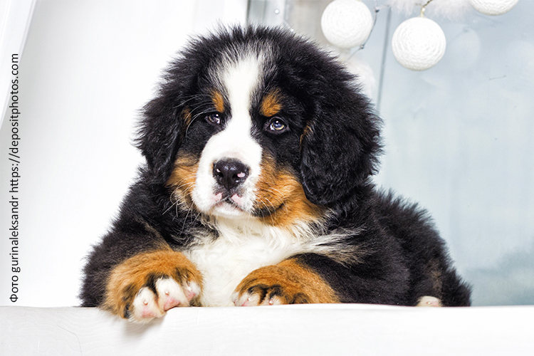 Рацион щенка бернского зенненхунда