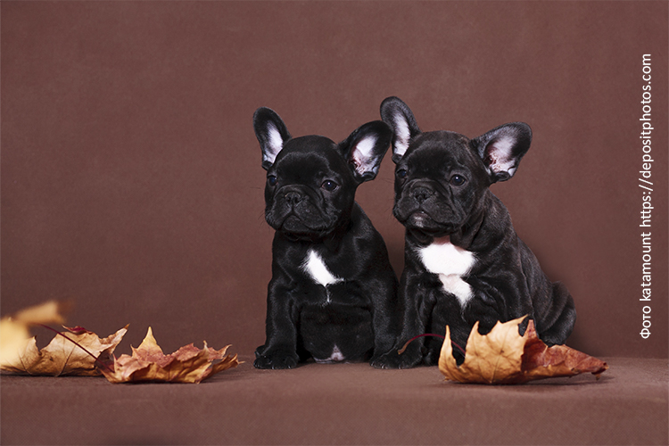 Рацион щенка французского бульдога: выбираем лучшее!