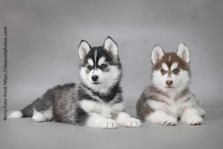 Рацион щенка хаски