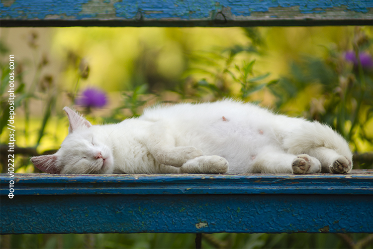 Рацион беременной кошки