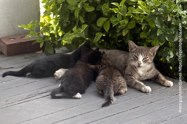 Рацион кормящей кошки — помогаем маме