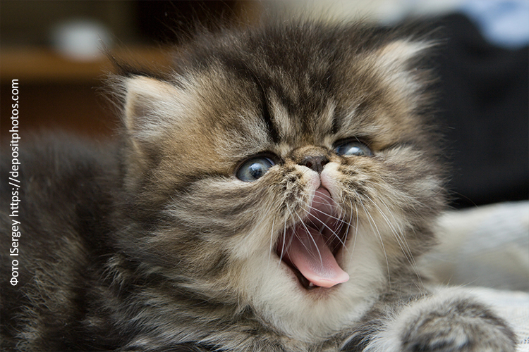 Рацион котёнка: чем кормить малыша