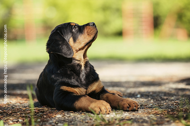 Рацион питания щенка ротвейлера