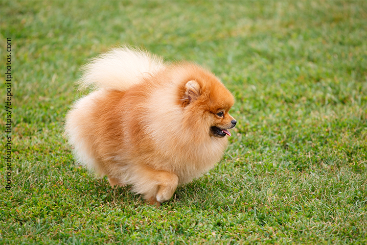 Рацион щенка шпица