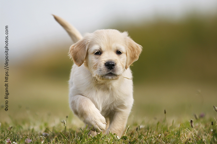 Рацион щенков лабрадора: какой корм выбрать?